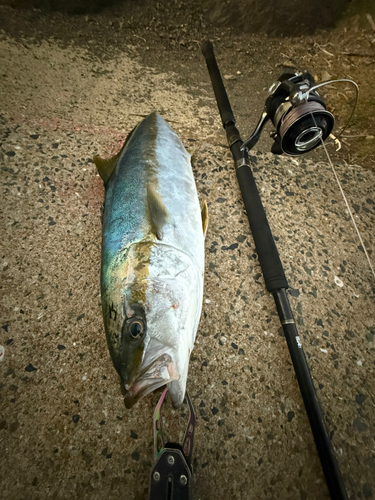 ヒラマサの釣果