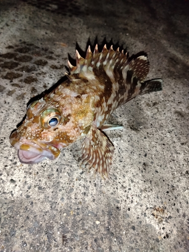 カサゴの釣果