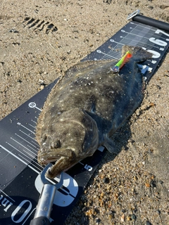 ヒラメの釣果