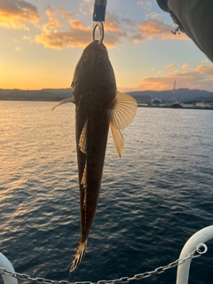 マゴチの釣果