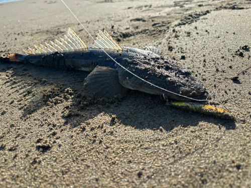 マゴチの釣果