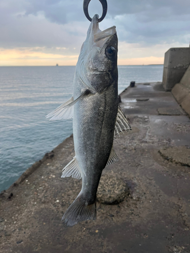 セイゴ（マルスズキ）の釣果