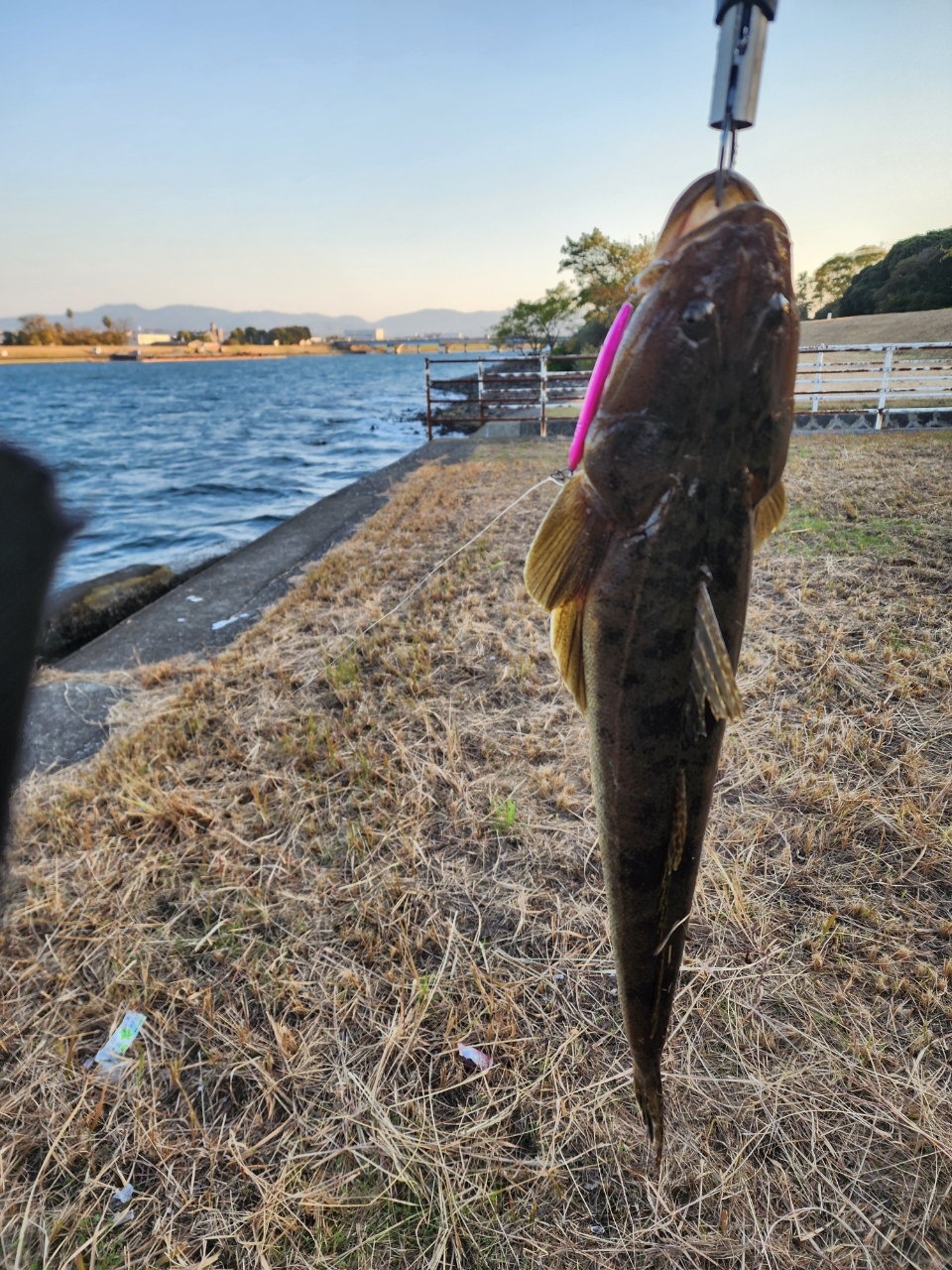 マゴチ