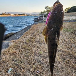 マゴチ