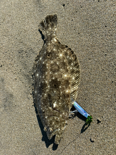 ヒラメの釣果