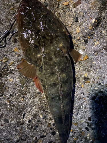 マゴチの釣果