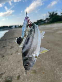 ガーラの釣果