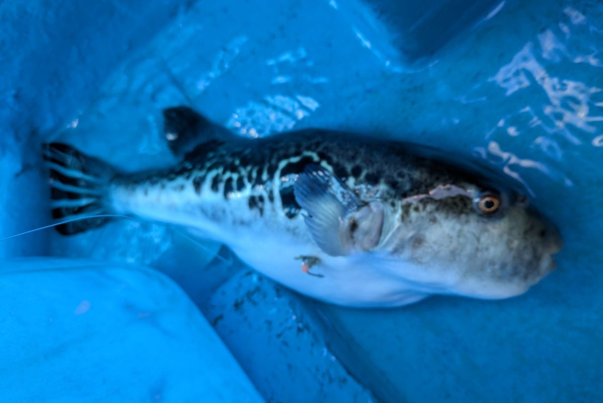 釣りバカじいさんさんの釣果 2枚目の画像