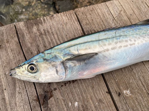 サゴシの釣果