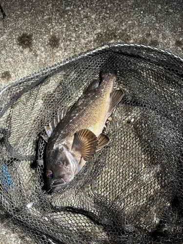 クロソイの釣果