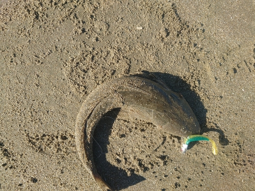 マゴチの釣果