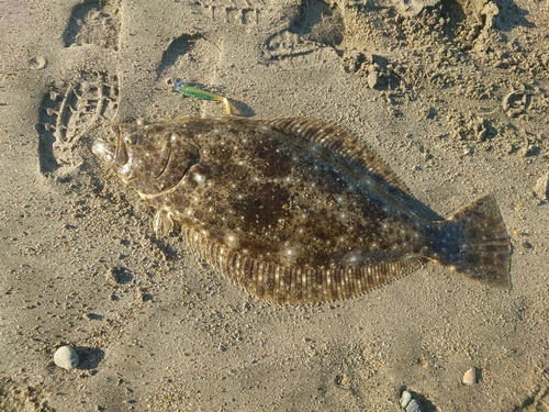 ヒラメの釣果