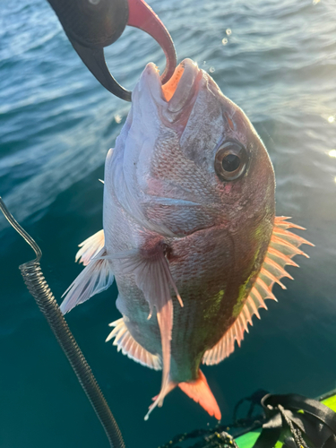 マダイの釣果