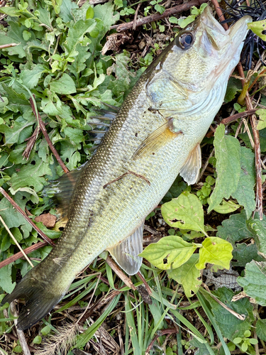 ブラックバスの釣果