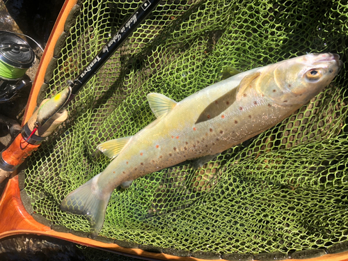 ブラウントラウトの釣果