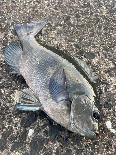 グレの釣果