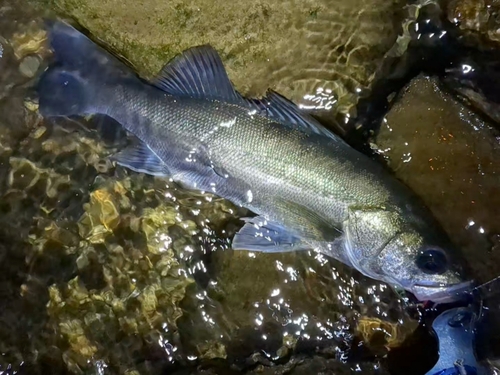 フッコ（マルスズキ）の釣果