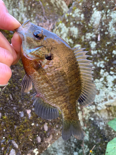 相模川上流