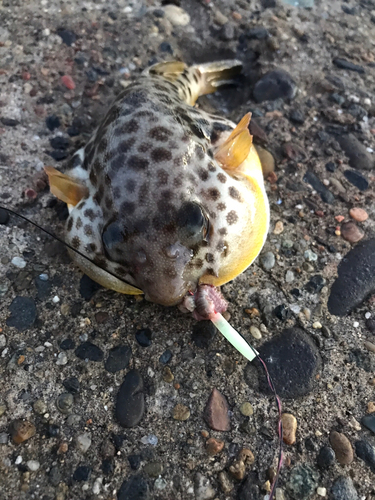 クサフグの釣果