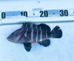 マハタの釣果