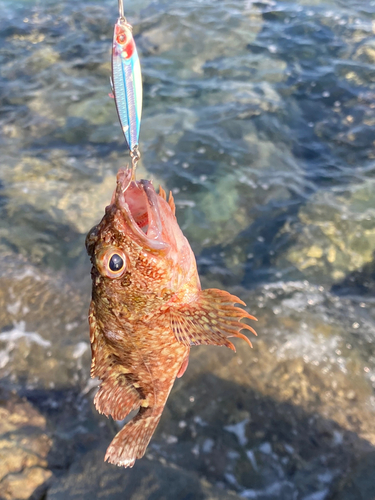 アラカブの釣果