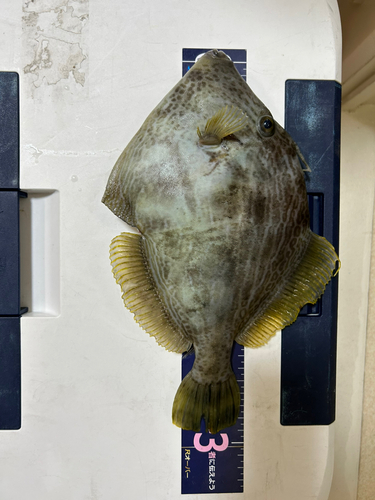 カワハギの釣果