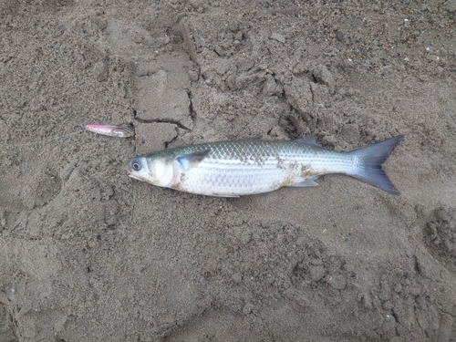 ボラの釣果