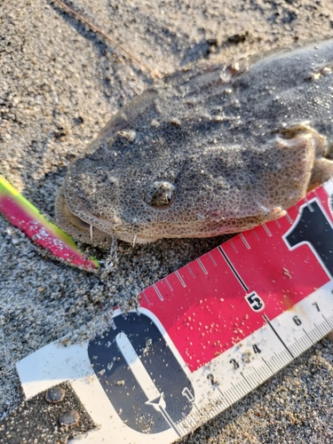 マゴチの釣果