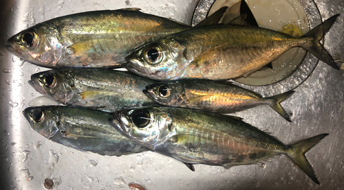 メアジの釣果