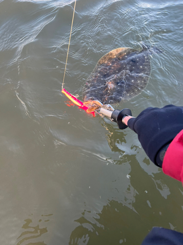 ヒラメの釣果