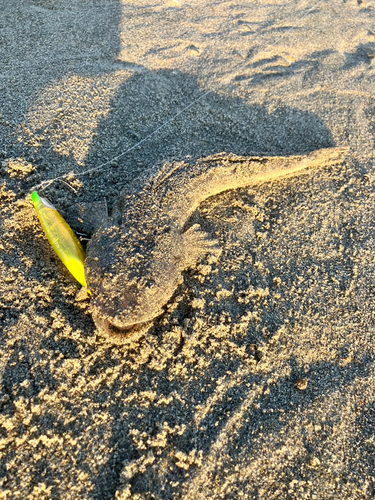 マゴチの釣果