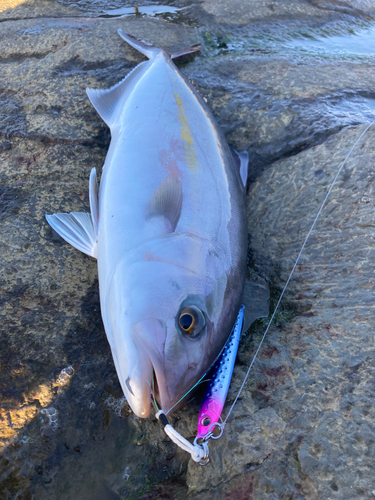 カンパチの釣果