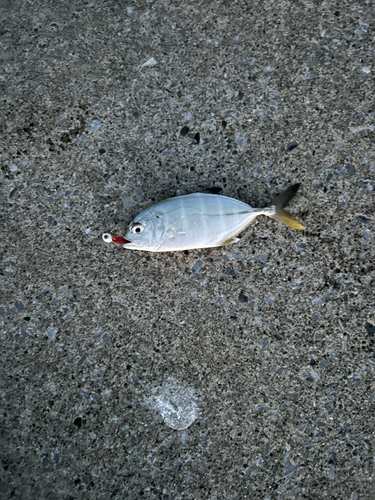 カマスの釣果