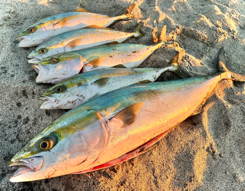 ワラサの釣果