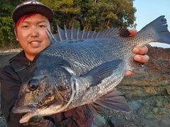 チヌの釣果