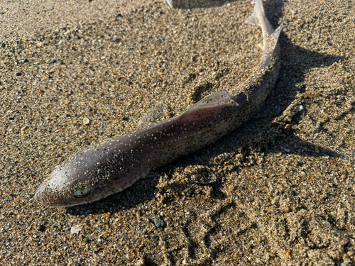 ホシザメの釣果