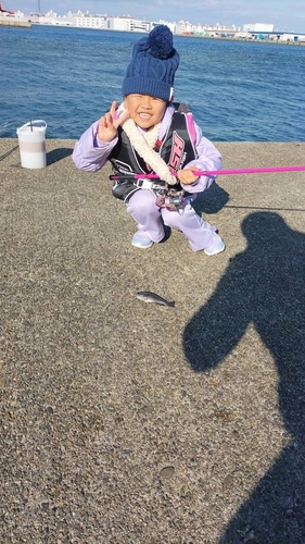 グレの釣果