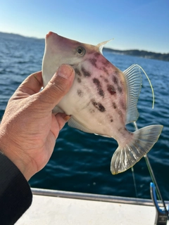 カワハギの釣果