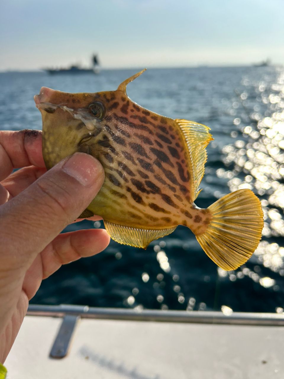 まこちんゆーさんの釣果 3枚目の画像