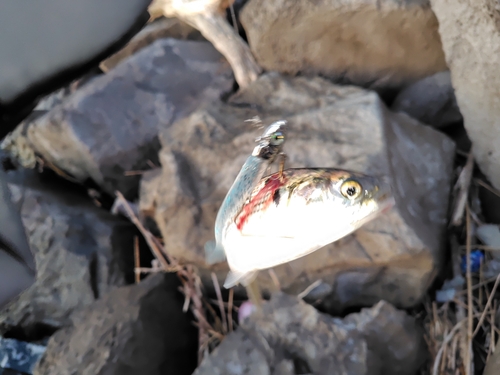 コノシロの釣果