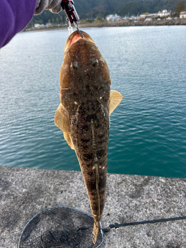 マゴチの釣果