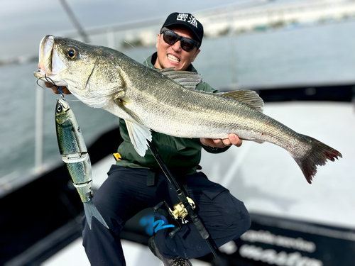 シーバスの釣果