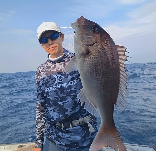 マダイの釣果