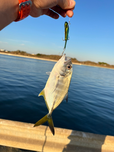 メッキの釣果