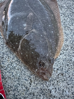 カレイの釣果