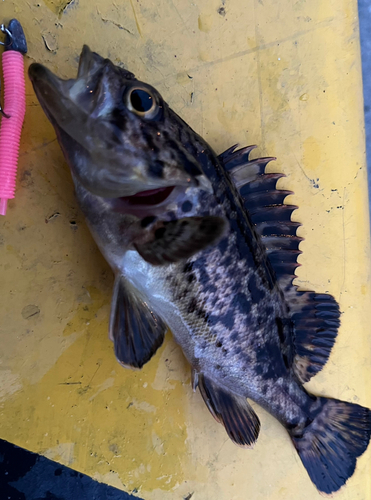 クロソイの釣果