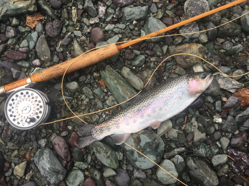 ニジマスの釣果