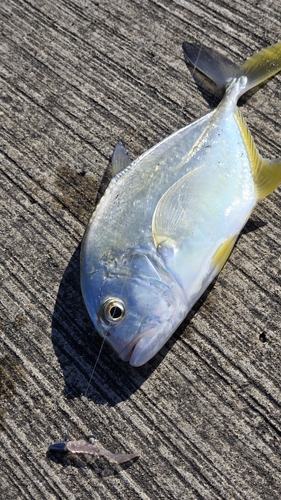 ロウニンアジの釣果