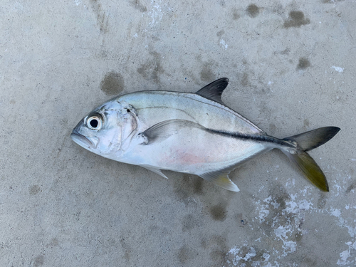 メッキの釣果