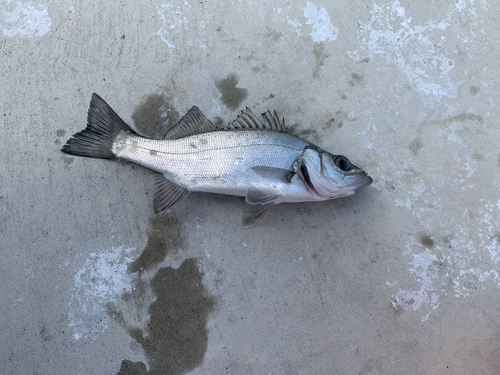 セイゴ（マルスズキ）の釣果